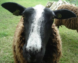 Biologisch schapenvoer voor onze schapen