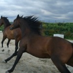 Bio-Ron biologische diervoeders voor vitale paarden